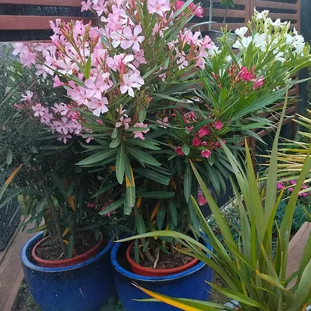 Prázdninový dům La Maison Bleue, A 20 Mn De Strasbourg, Sur La Route Des Vins, Jusqu'a 6 Personnes, Sélestat